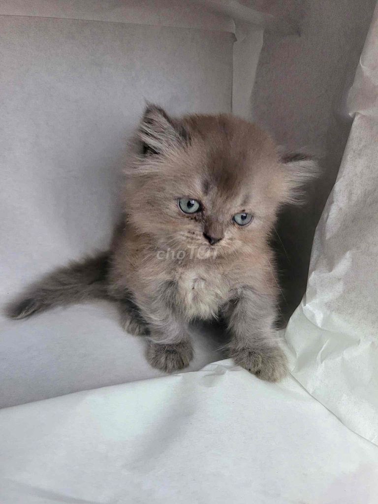 Munchkin tìm nhà mới. Mua bán Mèo tại Quận 7 Tp Hồ Chí Minh được đăng bởi Heidi Nguyen hình 5