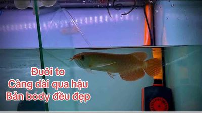 Thanh Lý Cá Rồng Huyết Long Indo. Mua bán Thú cưng khác tại Quận 12 Tp Hồ Chí Minh được đăng bởi Trại Cá Huyết Long