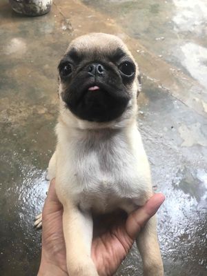 Chó pug mặt nhăn