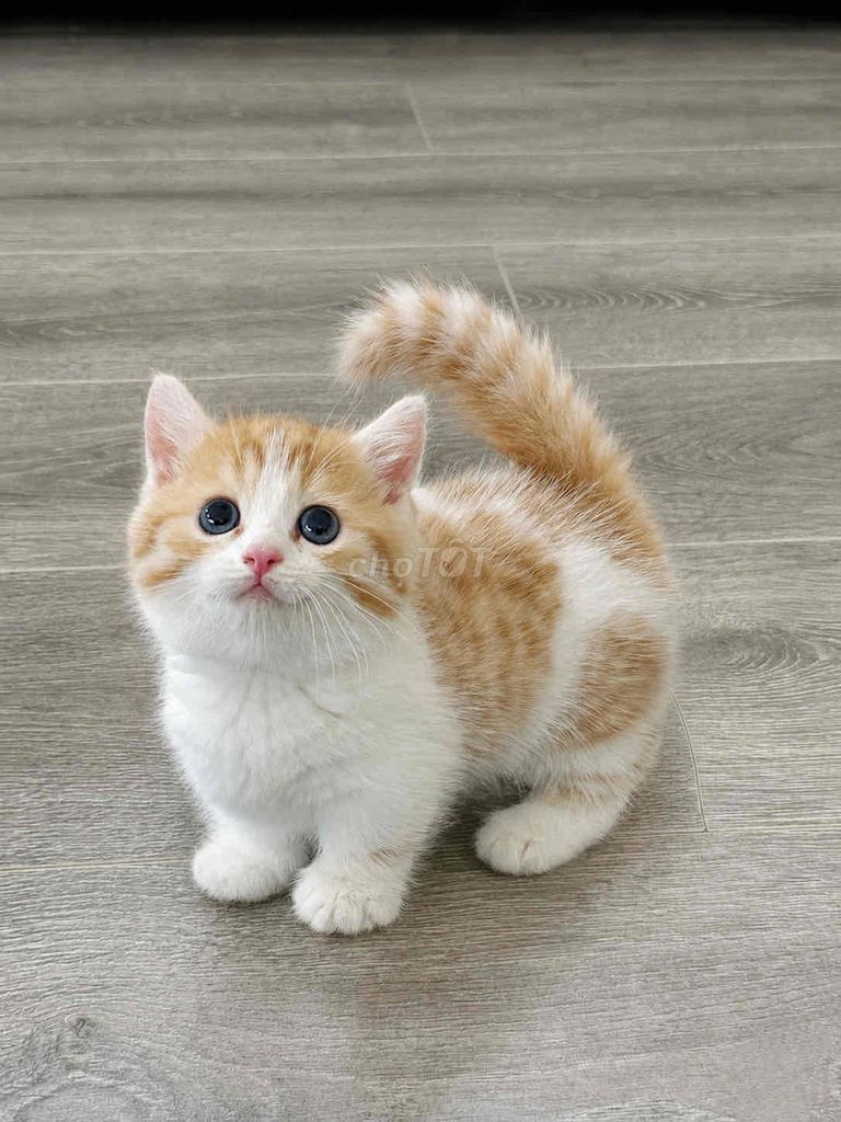 Mèo chân ngắn màu bired. Mua bán Mèo tại Quận 1 Tp Hồ Chí Minh được đăng bởi ti pet town hình 1