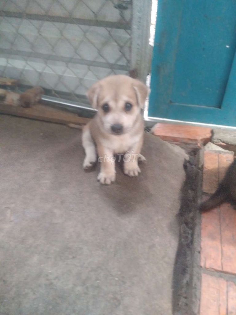 Chó Nhật lai lùn cái 2 bé 500k. Mua bán Chó tại Quận Cái Răng Cần Thơ được đăng bởi ng Tùng  hình 1
