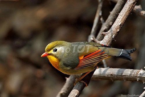 Chim Quế Lâm trống mái hơn 4 tháng. Mua bán Chim tại Quận 12 Tp Hồ Chí Minh được đăng bởi Đinh Thế Phương hình 1