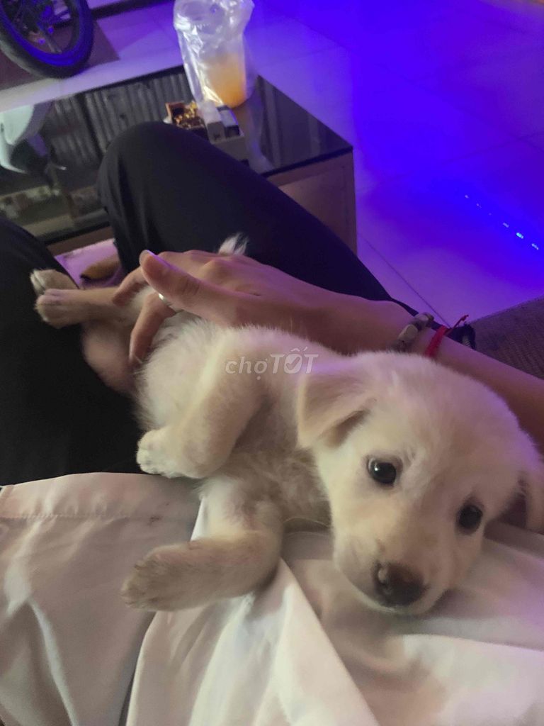 Lai Golden dưới 3 tháng///***. Mua bán Chó tại Quận 11 Tp Hồ Chí Minh được đăng bởi Bảo Long hình 1