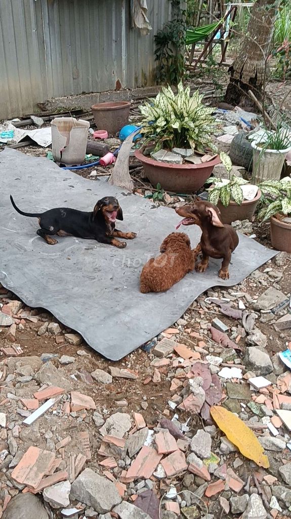 Chó Lạp xưởng đực,đã tiêm 2 mũi. Mua bán Chó tại Thành phố Trà Vinh Trà Vinh được đăng bởi bi pets hình 1