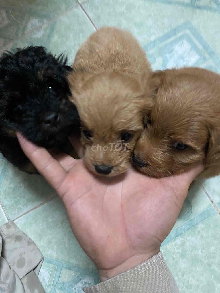 Chó Poodle lai Lạp Xưởng Nâu Đen đã biết ăn. Mua bán Chó tại Thành phố Thủ Đức Tp Hồ Chí Minh được đăng bởi Nguyễn Anh Đức hình 1