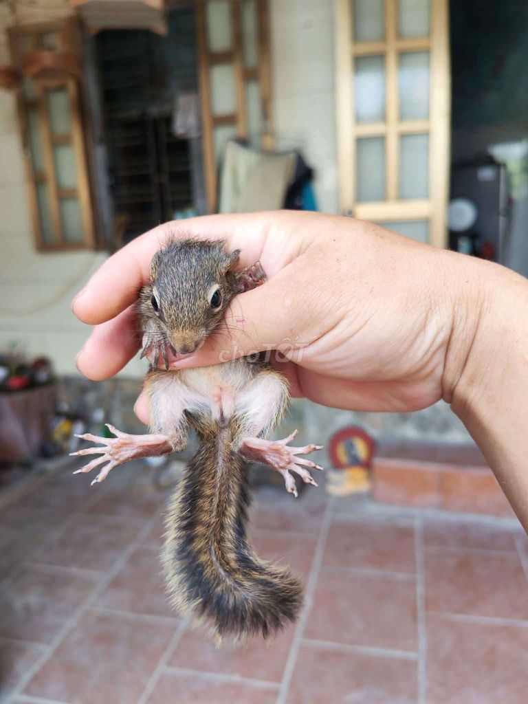Trại thuy phương bán sóc đất. Mua bán Thú cưng khác tại Quận Long Biên Hà Nội được đăng bởi tổng kho sỉ hình 1