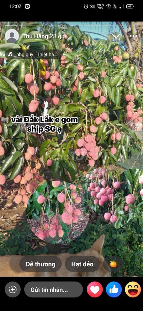 VẢI THIỀU ĐẮK LẮK. Mua bán Đồ ăn, thực phẩm và các loại khác tại Huyện Ea H'leo Đắk Lắk được đăng bởi Lucky Phạm hình 1