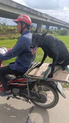 Chó Malinois Đen Cái và đực