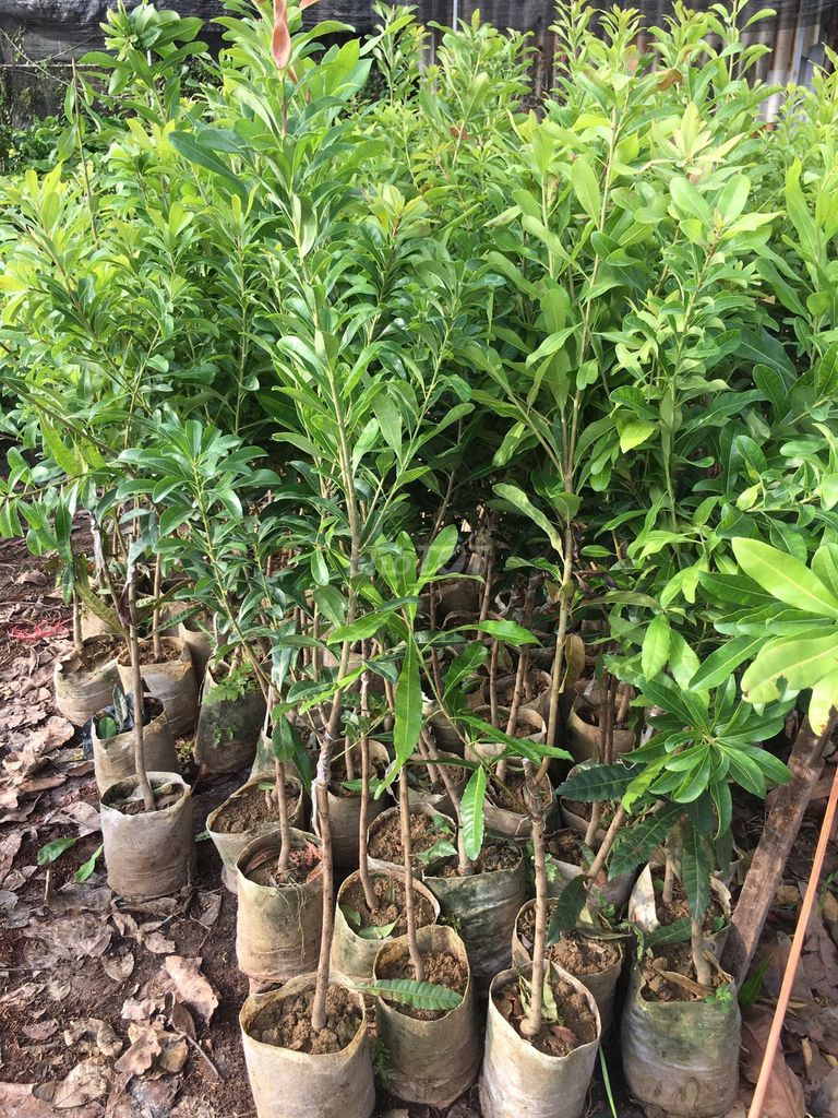 Cây giống Thanh mai. Mua bán Đồ chuyên dụng, Giống nuôi trồng tại Huyện Gia Lâm Hà Nội được đăng bởi Cây Giống Kinh Tế hình 1