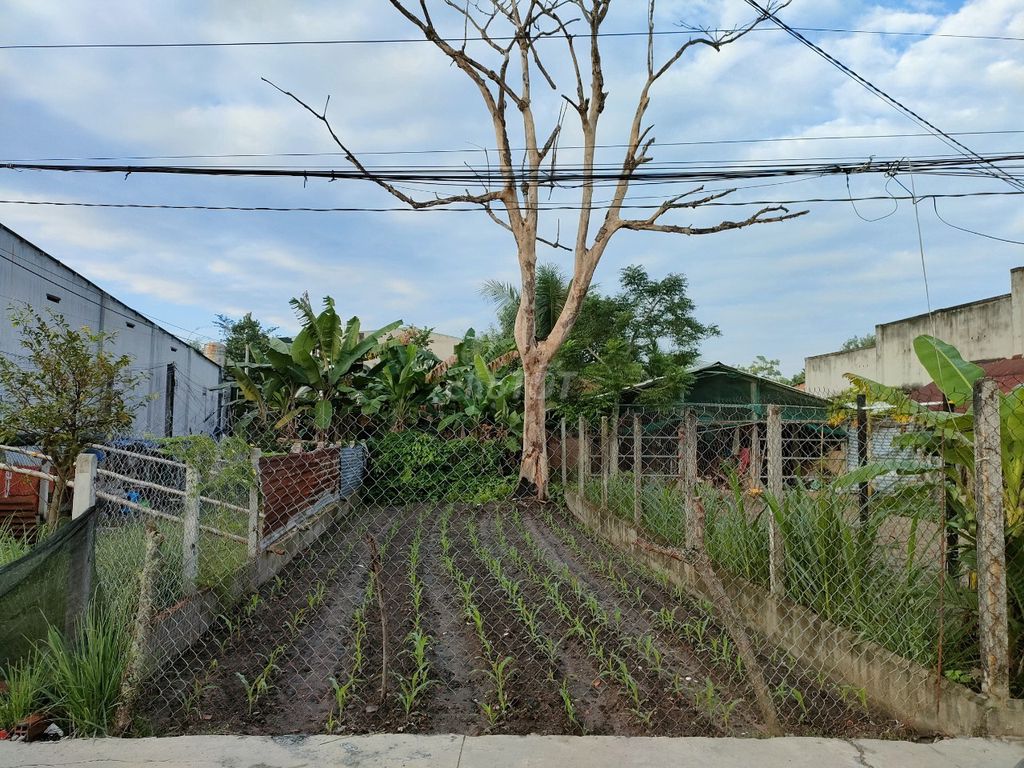 CHÍNH CHỦ CẦN BÁN LÔ ĐẤT THỔ CƯ NGAY TRUNG TÂM THỊ TRẤN GÒ DẦU