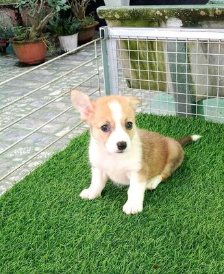 Trại Chó Hoàng Dũng. Corgi 💖💖💖