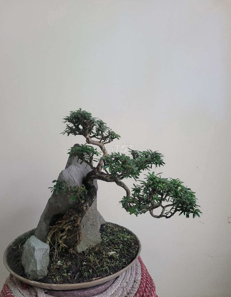 Bonsai Linh Sam
- Đĩa tròn đường kính 35 cm