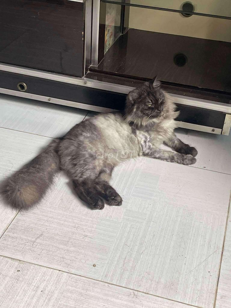 Bán gấp bé mèo main coon