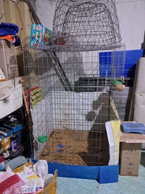 Dọn chỗ ở nên cần thanh lý . chuồng gà. Mua bán Phụ kiện, Thức ăn, Dịch vụ tại Thành phố Vũng Tàu Bà Rịa - Vũng Tàu được đăng bởi Tuấn 