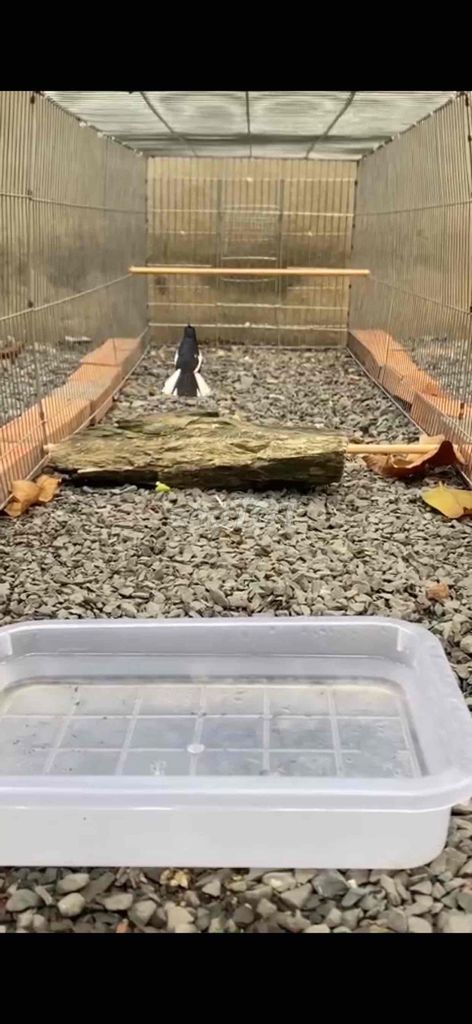 Bộ chim con lên 3 mùa. Mua bán Chim tại Quận 12 Tp Hồ Chí Minh được đăng bởi Lão Bếu Channel Chuyên chim cảnh hình 1