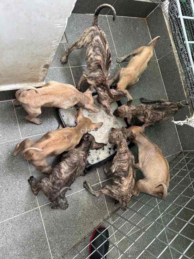 Chó Phú Quốc đủ màu. Mua bán Chó tại Quận 12 Tp Hồ Chí Minh được đăng bởi QB SHOP PETS hình 1