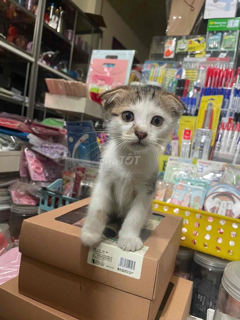 Mèo tai cụp trắng nâu 2 tháng. Mua bán Mèo tại Thành phố Long Xuyên An Giang được đăng bởi văng yến hình 1