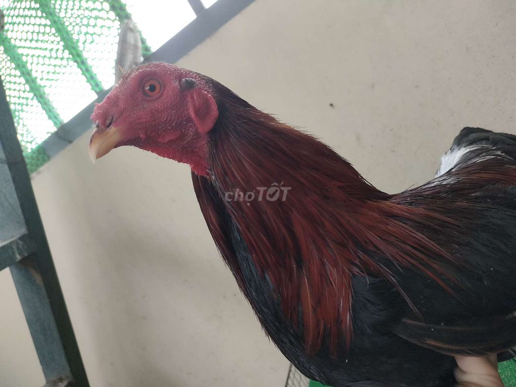 Gà điều cu pan lai Đực. Mua bán Gà tại Quận Bình Tân Tp Hồ Chí Minh được đăng bởi Khai cường  hình 1