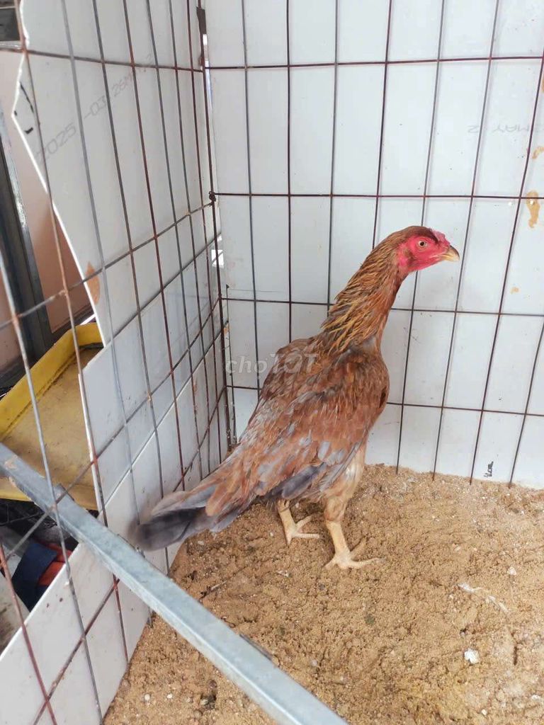 Gà chọi Asil F1 Xám điều 2.3kg. Mua bán Gà tại Huyện Củ Chi Tp Hồ Chí Minh được đăng bởi Quí gà hình 1