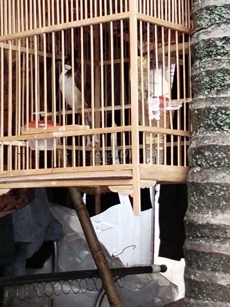 Chim chào mào nghe hót. Mua bán Chim tại Quận Tây Hồ Hà Nội được đăng bởi Giang Hoang hình 1