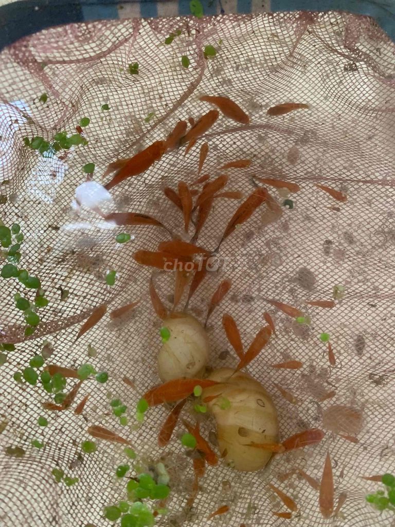 Cá cảnh Mún đỏ lớn. Mua bán Thú cưng khác tại Quận 12 Tp Hồ Chí Minh được đăng bởi Phu hình 1