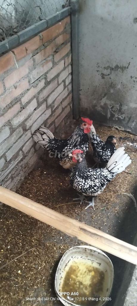 Gà vảy cá Bạc trưởng thành. Mua bán Gà tại Huyện Bàu Bàng Bình Dương được đăng bởi Tuan Quoc hình 1