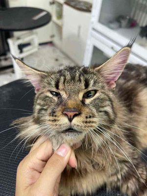 Bé Maine Coonxám tabby – thuần chủng, lôn. Mua bán Mèo tại Thành phố Thủ Đức Tp Hồ Chí Minh được đăng bởi Chương Vũ