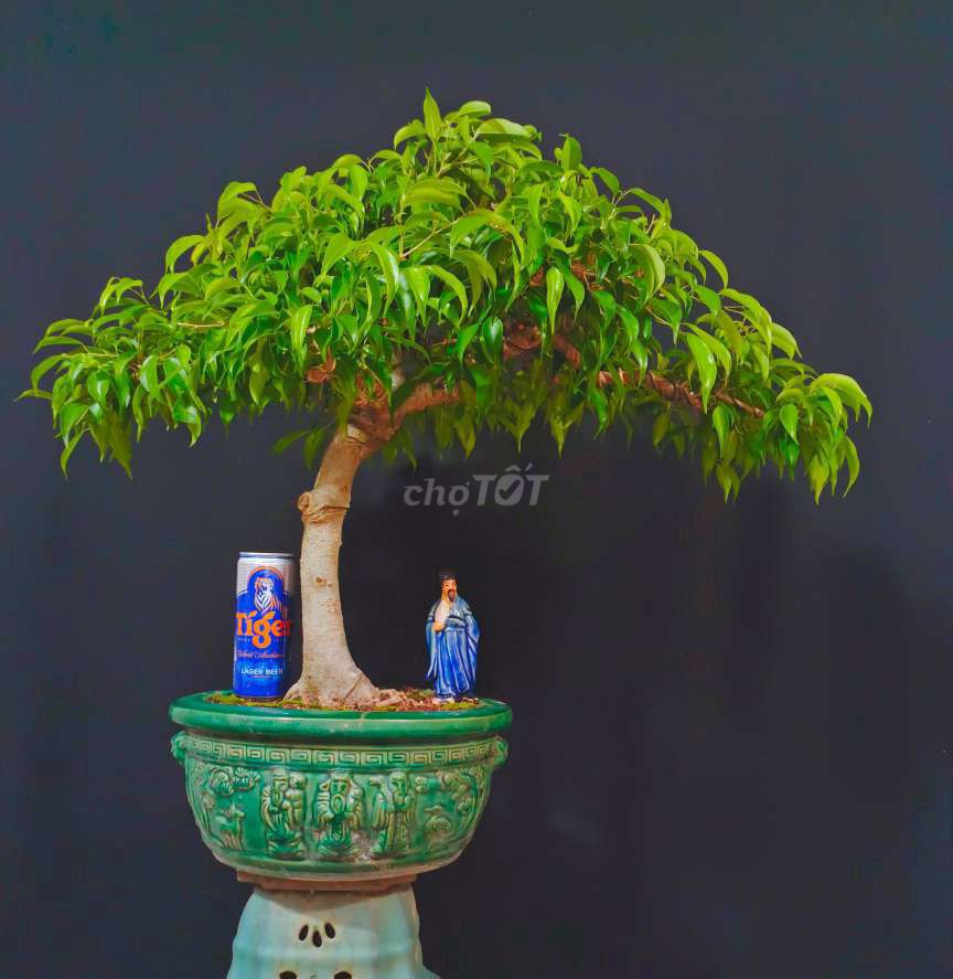 Cây Sanh bonsai cao 70cm ngang 80cm