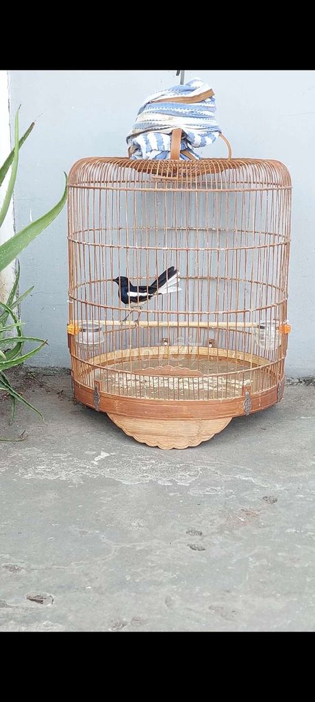 Chim Than bổi tuyển ms1669. Mua bán Chim tại Quận Cái Răng Cần Thơ được đăng bởi Nguyễn Nam hình 1