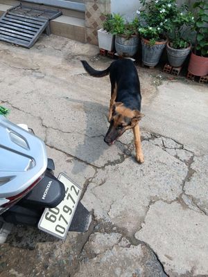 Chó Becgie Đức cái 4 tháng