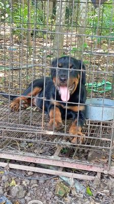 Rottweiler. Mua bán Chó tại Huyện Trảng Bom Đồng Nai được đăng bởi Trần Văn lưu