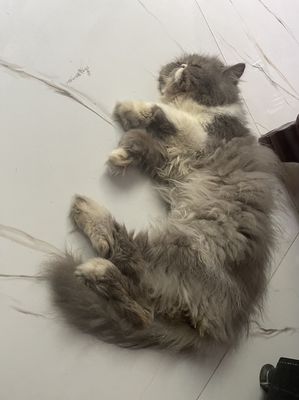 Mèo anh lông dài xám, giống đực trưởng thành
