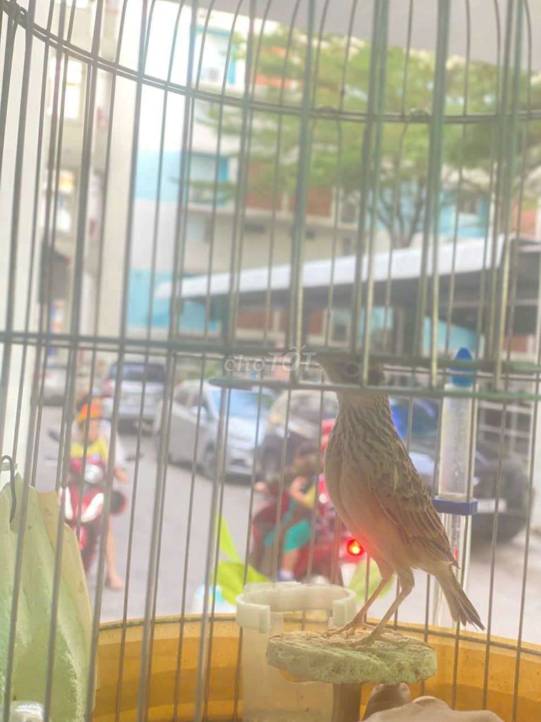 sơn ca non lên. Mua bán Chim tại Thành phố Thủ Dầu Một Bình Dương được đăng bởi chú tểu hình 1