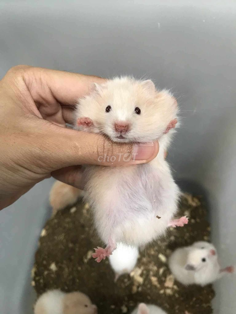 Hamster Bear xù Mơ baby. Mua bán Thú cưng khác tại Quận Bình Tân Tp Hồ Chí Minh được đăng bởi Ở trọ bày đặt bán chụtt hình 1