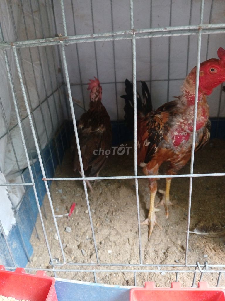 Gà trống điều 1kg50 zin. Mua bán Gà tại Quận Tân Bình Tp Hồ Chí Minh được đăng bởi LAN NGUYEN TAN hình 1