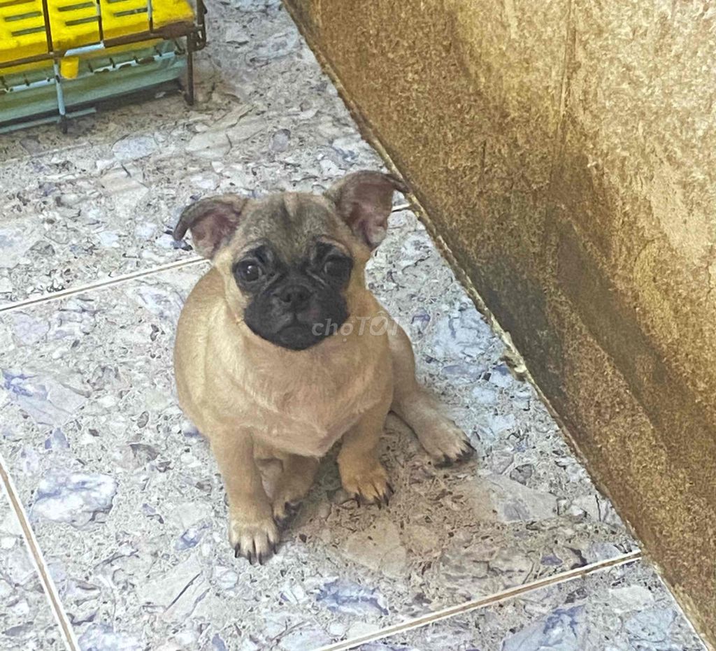 pug lai. Mua bán Chó tại Quận Hà Đông Hà Nội được đăng bởi a béo hình 2