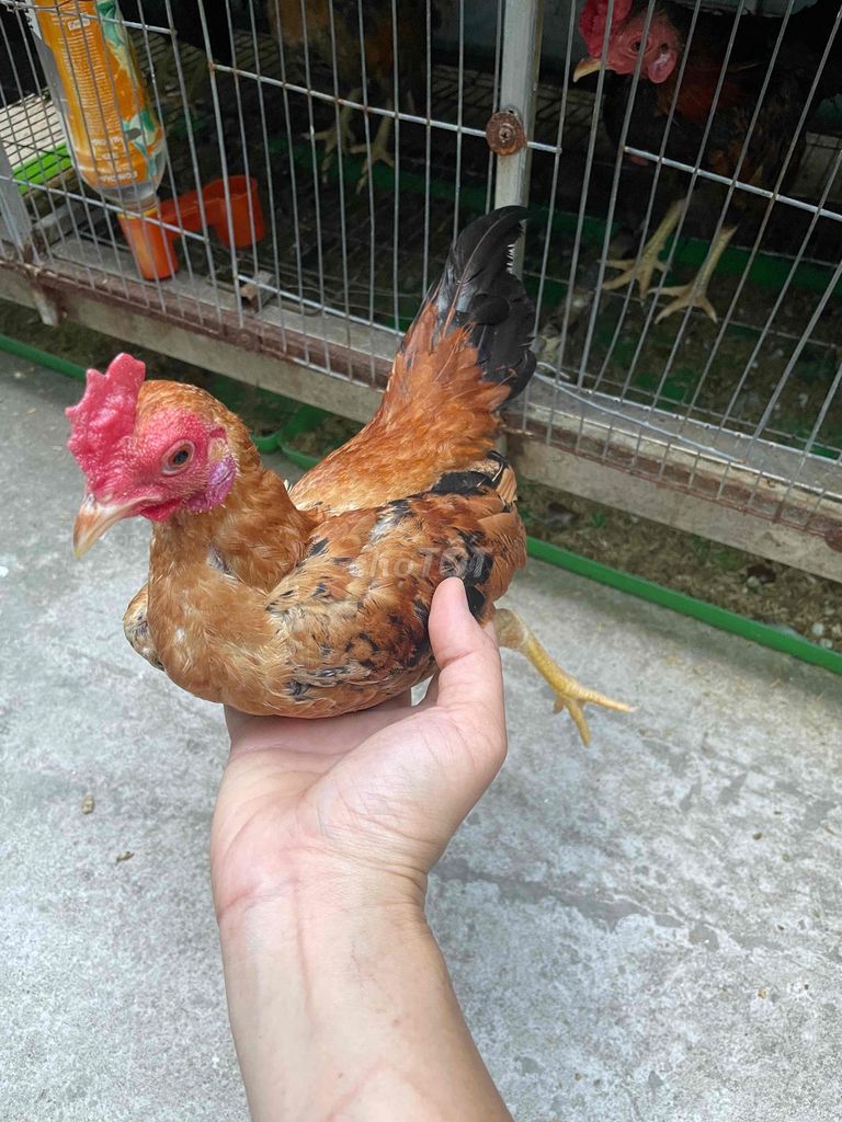 gà tre bắc giá rẻ quận tân phú hcm. Mua bán Gà tại Quận Tân Phú Tp Hồ Chí Minh được đăng bởi trang nguyen hình 3