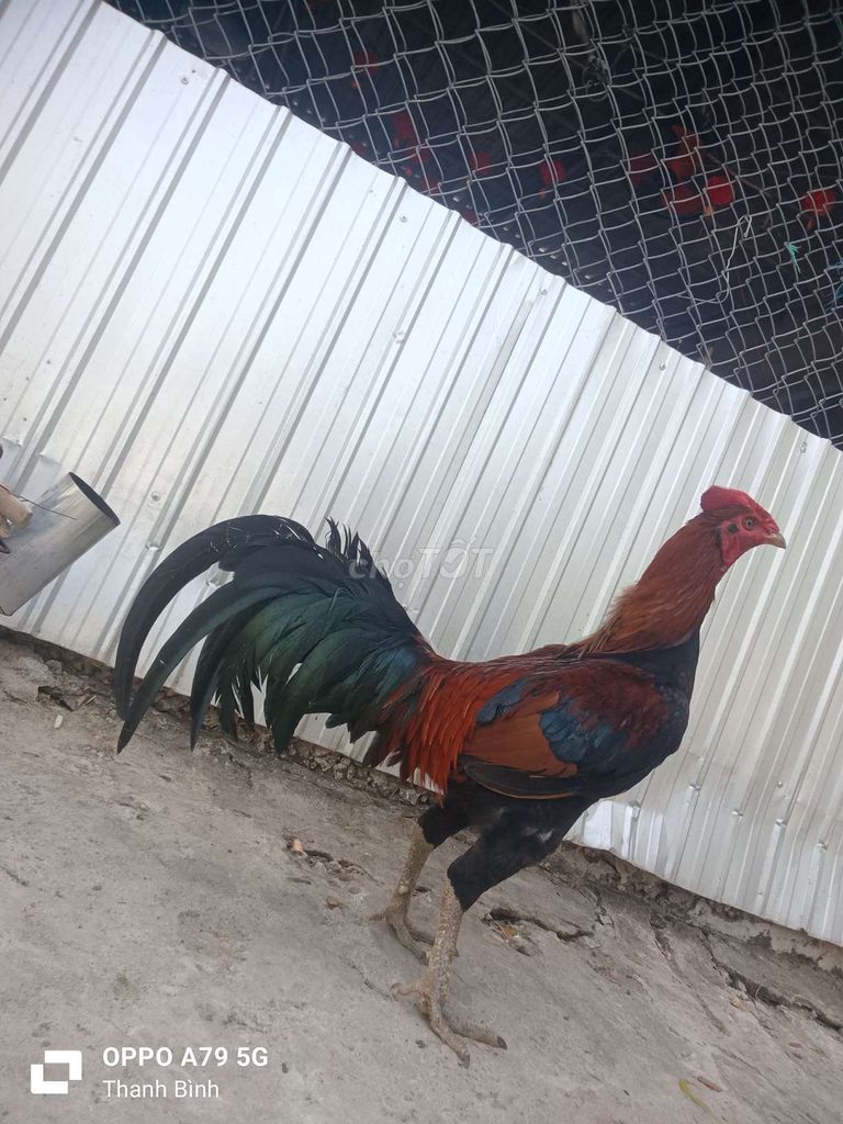 Gà tơ đực. Mua bán Gà tại Huyện Thanh Bình Đồng Tháp được đăng bởi T gà cỏ hình 1