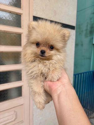 Chó Phốc Sóc Pom Thái đã chích 2 mũi