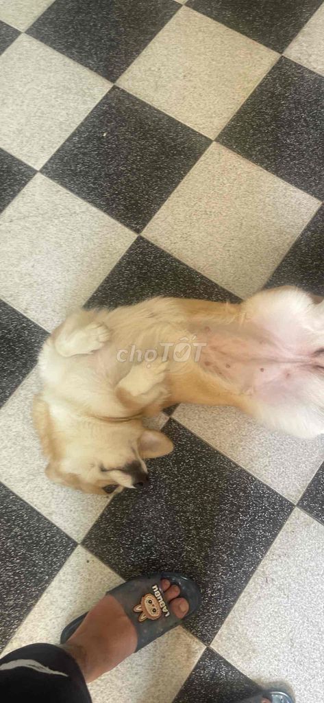 Chó Corgi cái đã tiêm đủ 3 mũi có giấy tờ. Mua bán Chó tại Quận Thanh Khê Đà Nẵng được đăng bởi Chaien Pet Shop hình 1