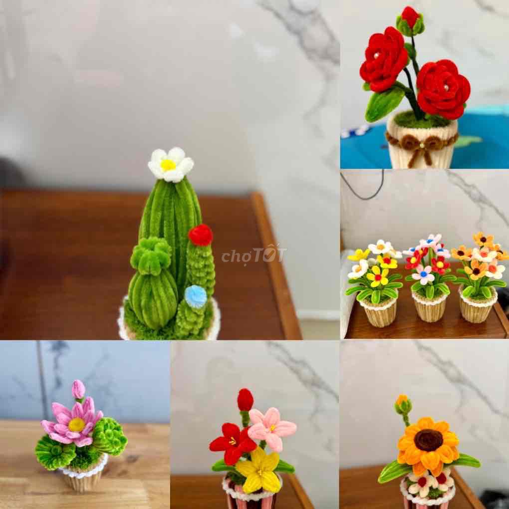 Hoa kẽm nhung đa dạng mẫu mã. Mua bán Cây cảnh, đồ trang trí tại Quận 5 Tp Hồ Chí Minh được đăng bởi Nguyễn Thị Thu Huyền hình 1