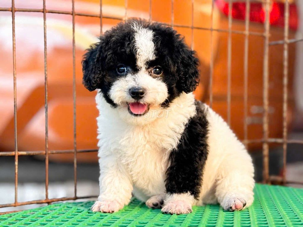 Chó Poodle nhỏ đực 2.5 tháng đã tiêm. Mua bán Chó tại Quận 5 Tp Hồ Chí Minh được đăng bởi dogshop thu cung hình 1