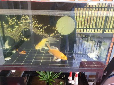 off game thanh lý hồ và cá  chép phi tần, sư tử. Mua bán Thú cưng khác tại Huyện Phú Tân An Giang được đăng bởi Duy
