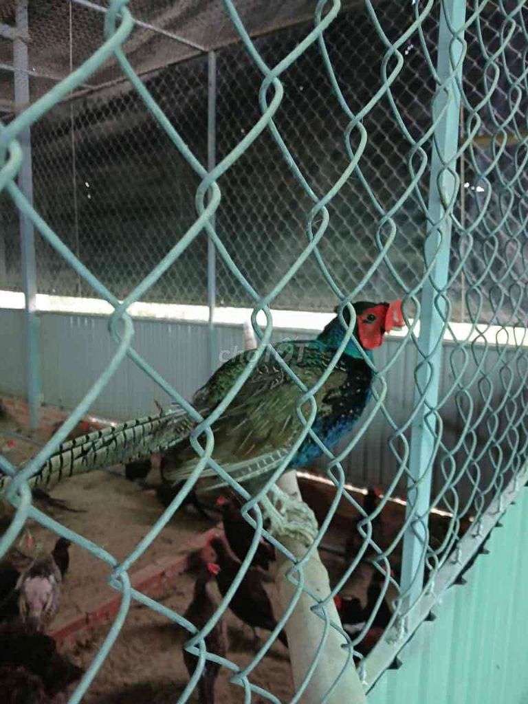 trại thụy phương bán chim trĩ xanh, trĩ đỏ. Mua bán Chim tại Quận Long Biên Hà Nội được đăng bởi tổng kho gia dụng  hình 1