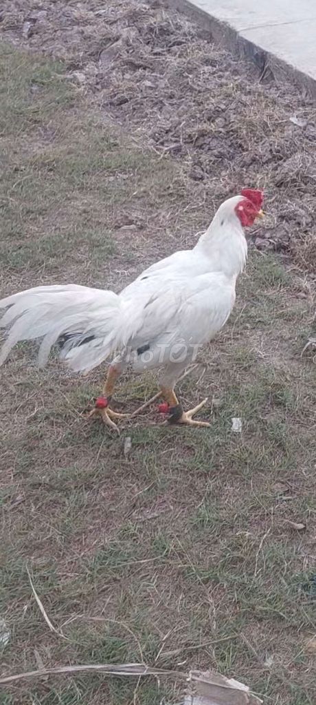 Gà chọi Thái tơ zing đực. Mua bán Gà tại Huyện Trần Văn Thời Cà Mau được đăng bởi gà ca mau hình 1