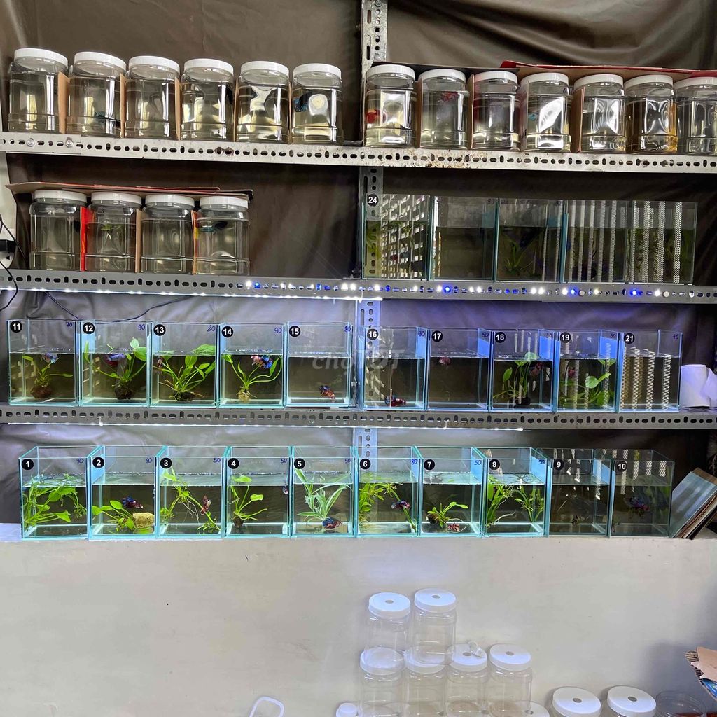 Bể cá kính 14.5x11x18 cm Mới. Mua bán Phụ kiện, Thức ăn, Dịch vụ tại Huyện Hóc Môn Tp Hồ Chí Minh được đăng bởi Yến Nhi  hình 1