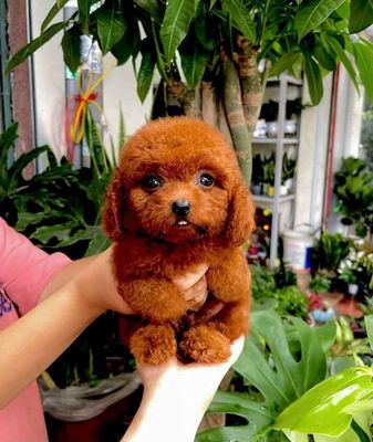 Poodle đủ màu