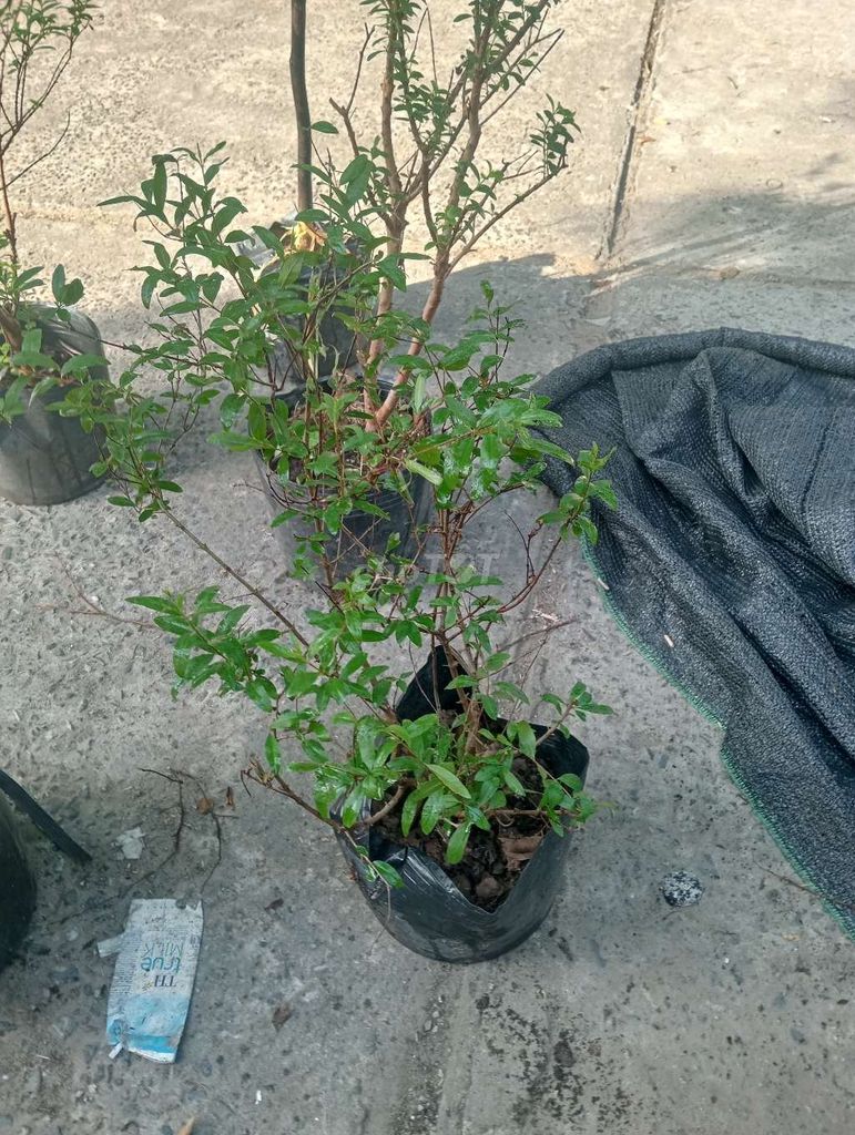 Cây lựu Ấn Độ dễ trồng. Mua bán Cây cảnh, đồ trang trí tại Quận Cẩm Lệ Đà Nẵng được đăng bởi Sunshine garden  hình 1