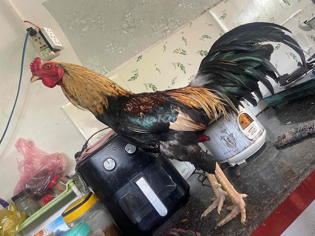 Gà Chuối 2.6kg. Mua bán Gà tại Thành phố Sa Đéc Đồng Tháp được đăng bởi huỳnh thanh mộng hình 1