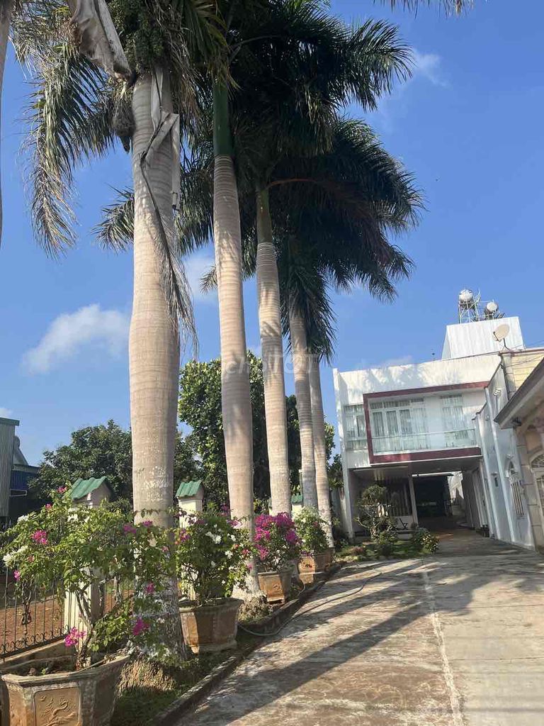 Cây cảnh Cau vua Cao 5tr 6 cây. Mua bán Cây cảnh, đồ trang trí tại Thành phố Đà Lạt Lâm Đồng được đăng bởi KIM Đào hình 1